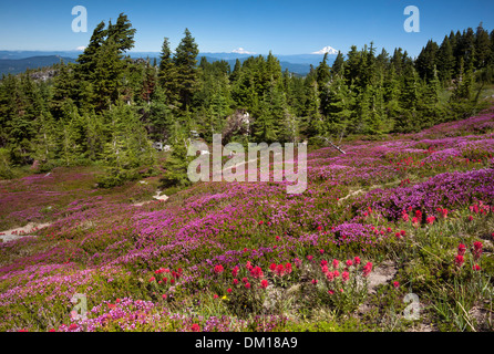 OREGON - bunte Pinsel und Heather auf einer Wiese entlang der McNeil Point Trail in die Mount Hood Wilderness Area. Stockfoto