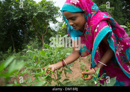 Ein Landwirt erntet Chilis im Bundesstaat Bihar, Indien. Stockfoto