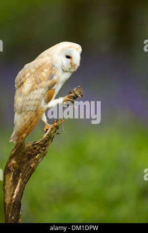 Scheune Eule auf einem Baumstamm, der eine Maus in seiner Klaue hält, Northamptonshire, England, Großbritannien. Stockfoto