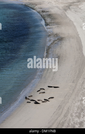 Gemeinsamen Dichtungen auch bekannt als Hafen (oder Hafen) Dichtung Phoca Vitulina holte am Rerwick Strand, Shetland, Schottland Stockfoto