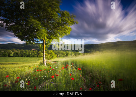 Mohnblumen in einem Feld von Gerste in der Nähe von Campi, Valnerina, Umbrien, Italien Stockfoto