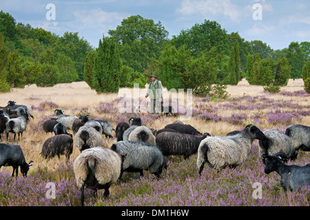 Hirte mit Hütehunde Hüten der Herde von Heidschnucke, Heide Schafe am Lüneburg Heath / Lunenburg Heathland im Sommer, Deutschland Stockfoto