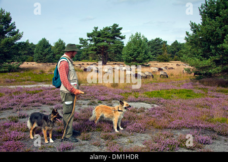 Hirte mit Hütehunde Hüten der Herde von Heidschnucke, Heide Schafe am Lüneburg Heath / Lunenburg Heathland im Sommer, Deutschland Stockfoto