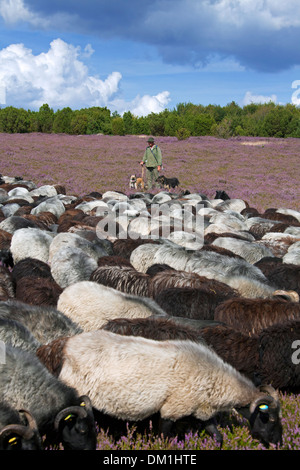 Hirte mit Hütehunde Hüten der Herde von Heidschnucke, Heide Schafe am Lüneburg Heath / Lunenburg Heathland im Sommer, Deutschland Stockfoto