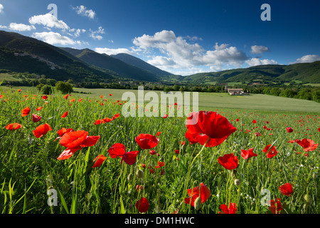 Feld Nr. Campi, Umbrien, Italien Stockfoto