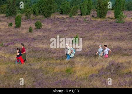 Touristen, die zu Fuß durch die Lüneburg Heath / Lunenburg Heathland im Sommer mit Heidekraut blühen, Niedersachsen, Deutschland Stockfoto