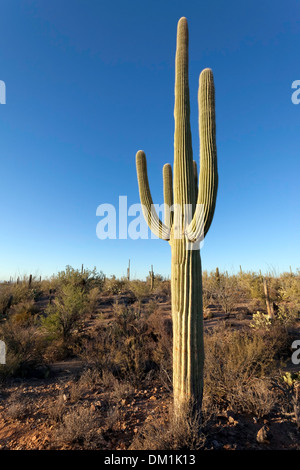 Einsamer Saguaro Kaktus (Carnegiea Gigantea), Saguaro West National Park, Tucson, Arizona Stockfoto