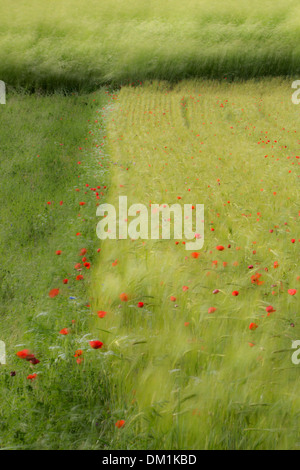Klatschmohn im Gerstenfeld in der Nähe von Campi, Umbrien, Italien Stockfoto