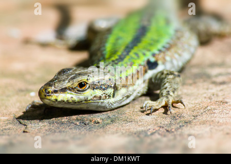 Die sizilianische Mauereidechse Podarcis waglerianus Stockfoto