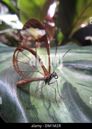 Glasswing Schmetterling. Der Glasswinged-Schmetterling ist ein Schmetterling Bürste leichtfüßig und ist ein Mitglied der Unterfamilie Danainae. Stockfoto