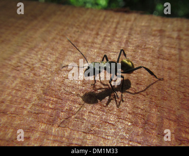 Goldene Ameise in Costa Rica Camponotus Sericeiventris. Goldene Tischlerameisen, eine der bekanntesten Ameisen in Mittelamerika Stockfoto