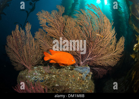 ein Garibaldi Hypsypops Rubicundus schwimmt vor einem großen Gorgonien in der Kelp Forest of Southern California Stockfoto