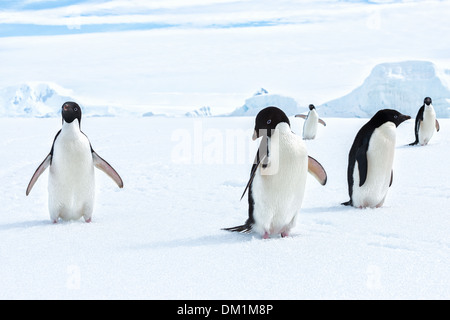 Adelie-Pinguine Pygoscelis Adeliae stehend auf Meereis in der Antarktis Stockfoto