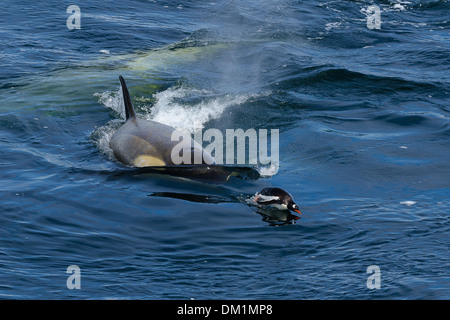 ein Typ B Gerlache strait Schwertwal Orcinus Orca jagt einen Gentoo-Pinguin in der Antarktis Stockfoto