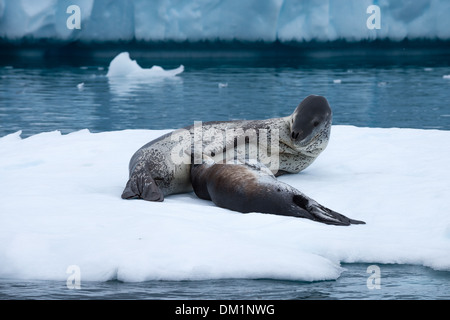 Ein Leopard seal Mutter mit ihren Welpen Hydrurga Leptonyx ruht auf Eisberg in der Antarktis Stockfoto