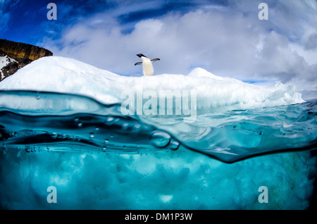 Ein Adelie Pinguin Pygoscelis Adeliae steht Warnung auf einem Eisberg in der Antarktis Stockfoto