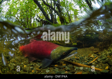 eine rote männlicher Rotlachs Oncorhynchus Nerka in einem Alaska Fluss zeigt die Veränderung im Körper und Farbe während der Zucht Mal Stockfoto