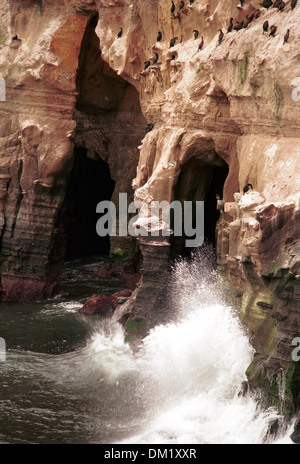 Die La Jolla Höhlen, roll Wellen des Pazifischen Ozeans in Sandstein Steilküste La Jolla, Kalifornien, 7 Höhlen von La Jolla, Stockfoto