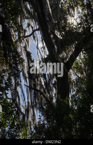 Spanish Moss hängen von einem Baum Phaseneiche in Nordflorida. Stockfoto