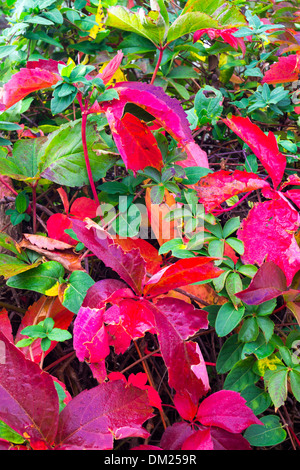 Bunte und helle Hintergrund gemacht von gefallenen Herbst Blätter Stockfoto