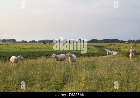 Schafe auf grünen Weiden bei Sonnenuntergang Sonneneinstrahlung Stockfoto