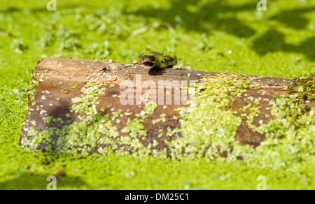 Einen europäischen Ringelnatter schwimmt durch Wasser Jagd auf Kaulquappen in freier Wildbahn. Stockfoto