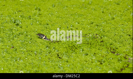 Einen europäischen Ringelnatter schwimmt durch Wasser Jagd auf Kaulquappen in freier Wildbahn. Stockfoto