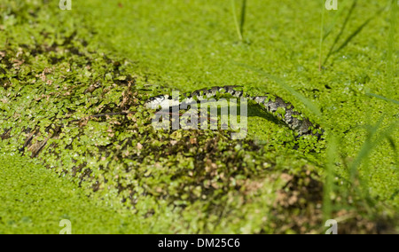 Einen europäischen Ringelnatter schwimmt durch Wasser Jagd auf Kaulquappen in freier Wildbahn. Stockfoto