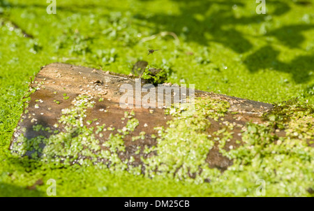 Einen europäischen Ringelnatter schwimmt durch Wasser Jagd auf Kaulquappen in freier Wildbahn. Stockfoto