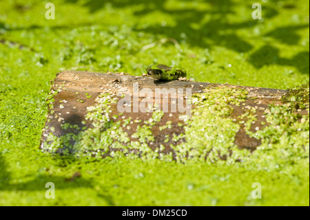 Einen europäischen Ringelnatter schwimmt durch Wasser Jagd auf Kaulquappen in freier Wildbahn. Stockfoto