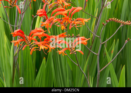Crocosmia in unserem Garten Stockfoto