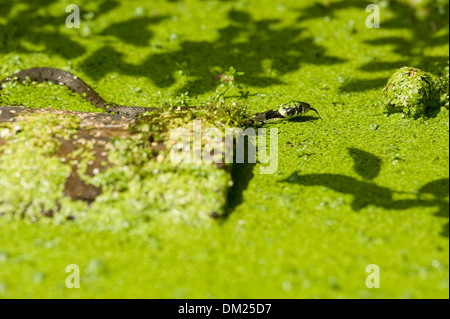 Einen europäischen Ringelnatter schwimmt durch Wasser Jagd auf Kaulquappen in freier Wildbahn. Stockfoto