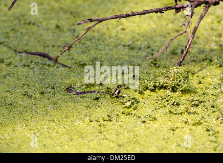 Einen europäischen Ringelnatter schwimmt durch Wasser Jagd auf Kaulquappen in freier Wildbahn. Stockfoto