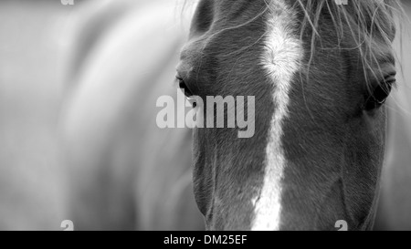 Pferd, Porträt in schwarz / weiß Stockfoto