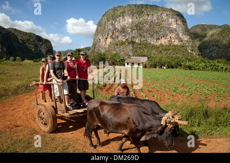 Touristen, die von Bullock Warenkorb, Vinales Tal UNESCO World Heritage Site, Vinales, Kuba, Caribbean Stockfoto