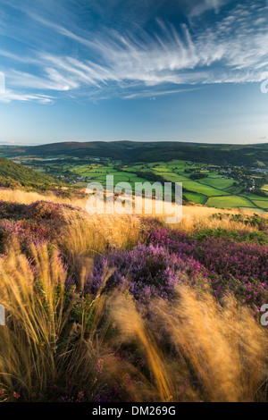 Coastal Heide (gemeinsame Heather bell Heidekraut und westlicher Stechginster) auf Bossington Hügel im Spätsommer Dunkery Leuchtfeuer über Exmoor Stockfoto