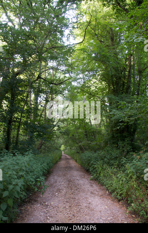 Eine ruhige Landstraße in Dorset schneidet einen geraden Weg durch den Wald. Bäume und Unterholz sind üppig und grün mit Sommer Laub. England, UK. Stockfoto