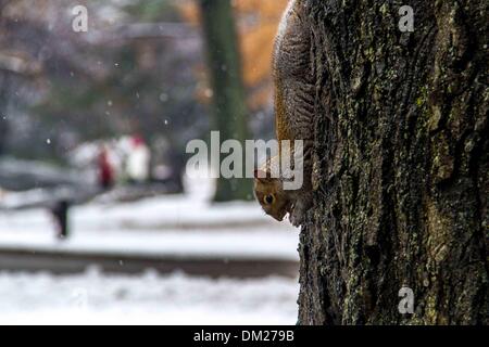 New York, USA. 10. Dezember 2013. Ein Eichhörnchen hat etwas zu essen während eines Schneefalls im Central Park in New York City, Vereinigte Staaten, am 10. Dezember 2013. Bildnachweis: Niu Xiaolei/Xinhua/Alamy Live-Nachrichten Stockfoto