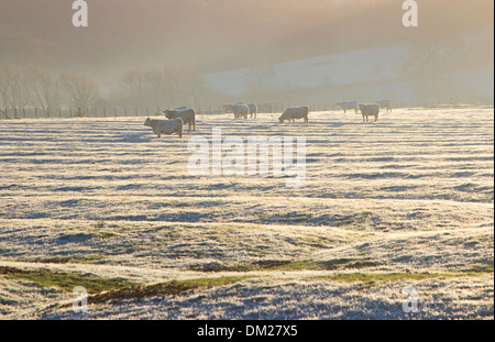 Rinder an einem frostigen Morgen in den Cotswolds, Weston Subedge in der Nähe von Chipping Campden, Gloucestershire, England. Stockfoto