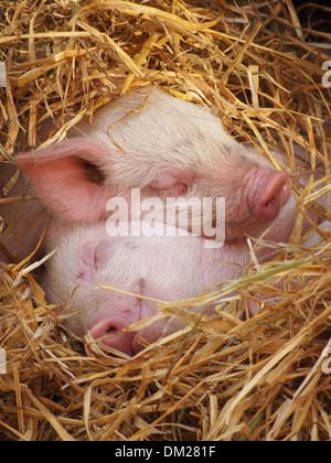 Tamworth Ferkel schlafen im Stroh Stockfoto