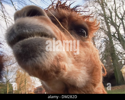 Extreme Nahaufnahme des Kopfes ein Lama Stockfoto