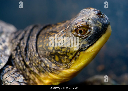 Nahaufnahme einer Blanding Schildkröte Stockfoto