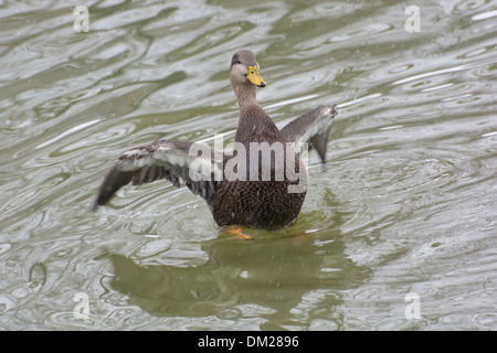 Eine weibliche Stockente dehnen ihre Flügel. Stockfoto