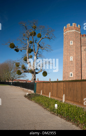 Mistel auf einem Baum am Hampton Court Palace, England, einst die Heimat von Kardinal Thomas Wolsey und späteren König Henry VIII Stockfoto