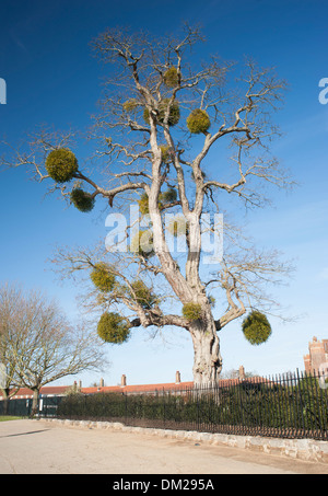 Mistel auf einem Baum am Hampton Court Palace, England, einst die Heimat von Kardinal Thomas Wolsey und späteren König Henry VIII Stockfoto