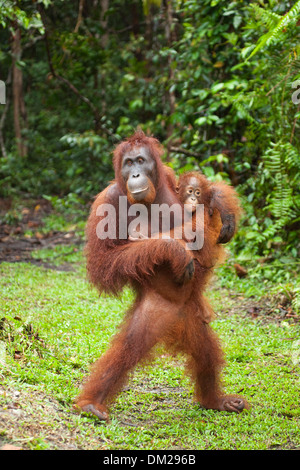 Bornean Orangutan (Pongo pygmaeus) Mutter, die im Camp Leakey im Tanjung Puting National Park ihr Baby trägt. Vom Aussterben bedrohte Arten Stockfoto