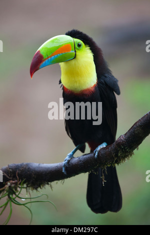 Kiel-billed Toucan (Ramphastos Sulfuratus) thront auf Ast Stockfoto