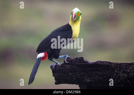 Kielschnabel-Toucan (Ramphastos sulfuratus), der auf einem Baumzweig in Costa Rica thront Stockfoto