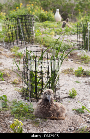 Laysan Albatross-Küken auf Nest neben Bunch Grass (Eragrostis variabilis) Pflanzen in einem USFWS-Landgewinnungsprojekt auf Midway-Atoll Stockfoto