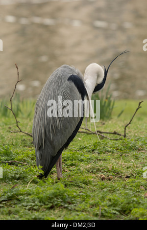 Great Blue Heron schlafend vor Boating Lake im Regents Park, London, UK Stockfoto